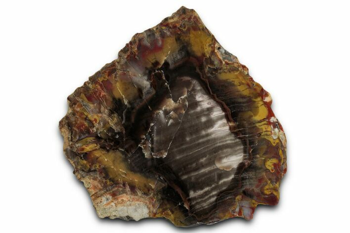 Colorful Jurassic Petrified Wood Slab - Henry Mountains, Utah #358801